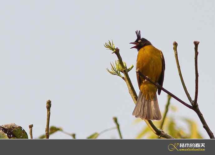 西双版纳拍鸟之一【实拍】