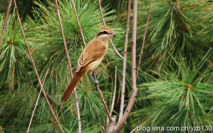 七里海周边鈥湻街酃扳澊蚰
