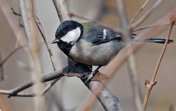 北京植物园赏鸟（二），大山雀（组图）