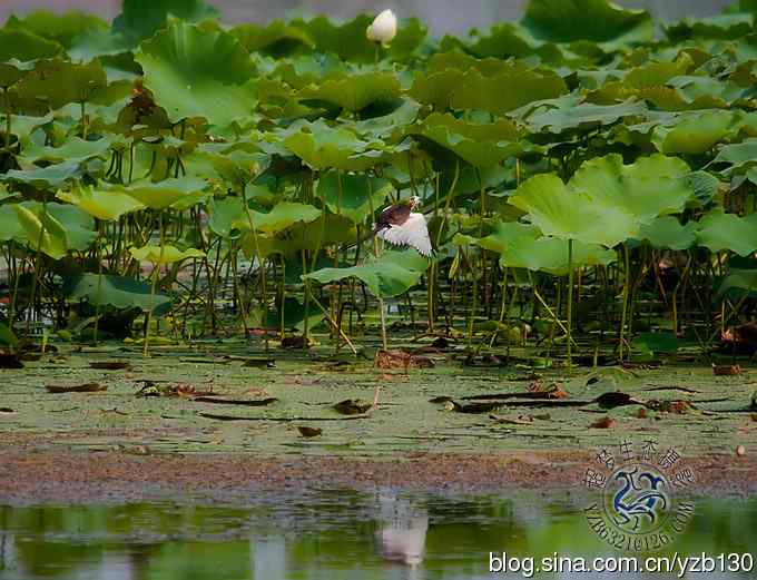 凌波仙子鈥斺斘业拿沃星槿耍ㄗ橥迹22张图片）