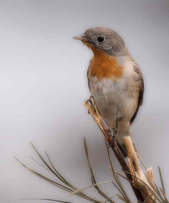 圆明园的红胸姬鹟