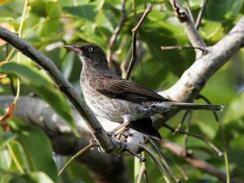 雀鸟也彪悍：别惹我（小嘲鸫）