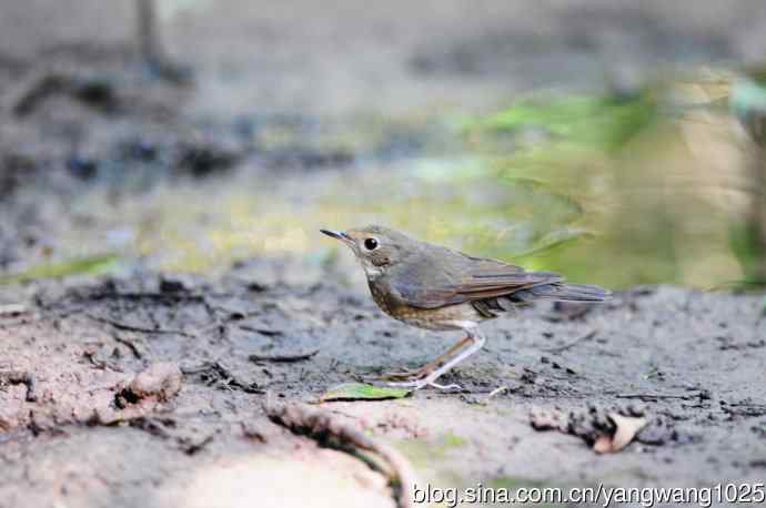 雌性蓝歌鸲（6）