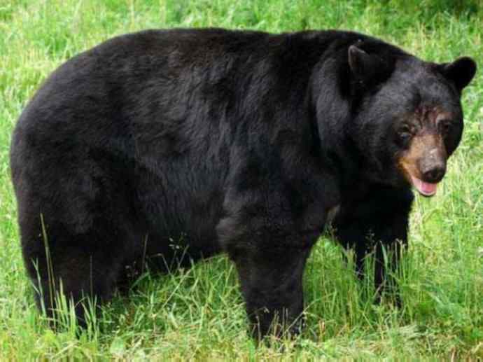 盘点十二大著名食蚁动物:懒熊 盘点十二大著名食蚁动物:懒熊