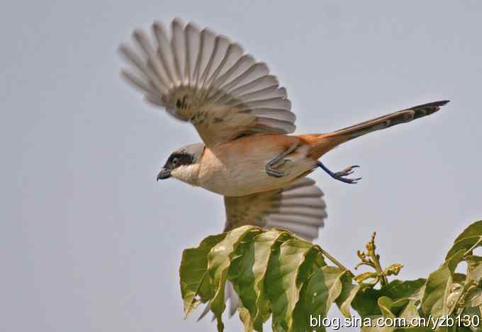 伯劳献瑞(组图) 伯劳献瑞(组图)