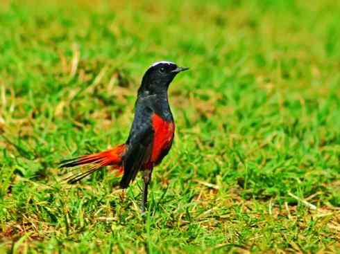 美丽无罪：雀鸟之溪鸲