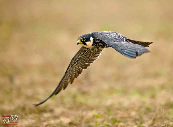 官厅水库&nbsp;wbr路&nbsp;wbr再拍燕隼