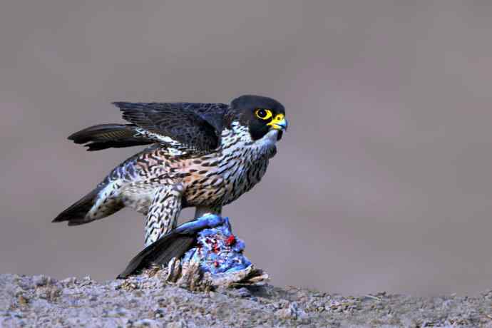 游隼凶残（野鸭湖纪实）