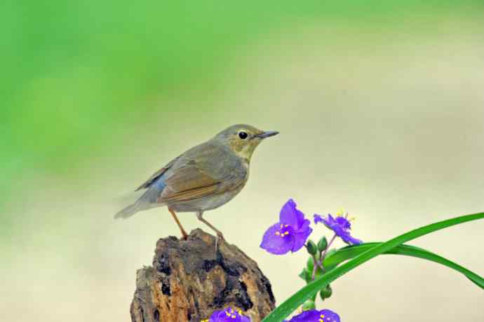 雌性蓝歌鸲与紫露草（3）