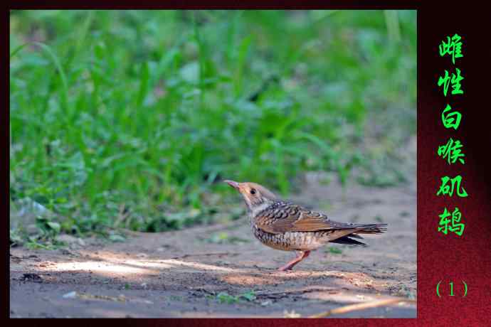 雌性白喉矶鸫（1）