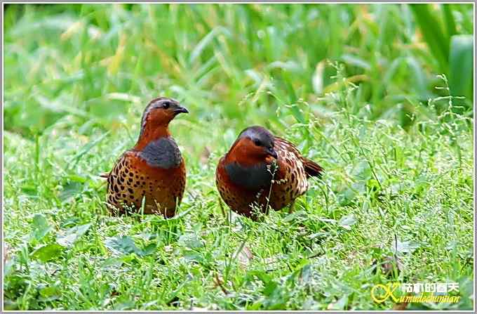 记录鈥溁倚刂窦︹潯菊掌