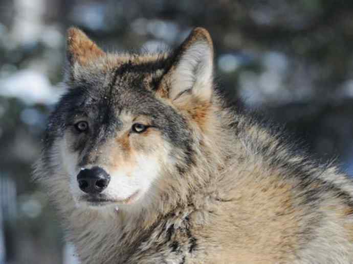 犬科：犬亚科犬属之澳洲野犬、歌唱犬、家犬