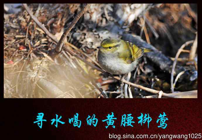 寻水喝的黄腰柳莺 寻水喝的黄腰柳莺