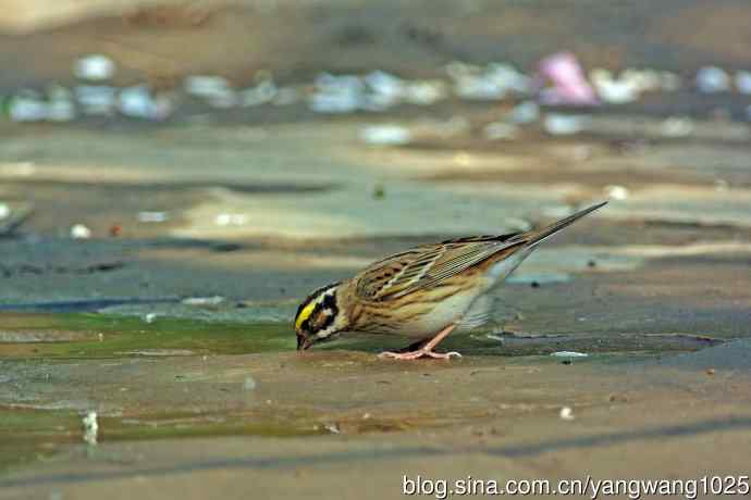 雄性黄眉鹀（1）