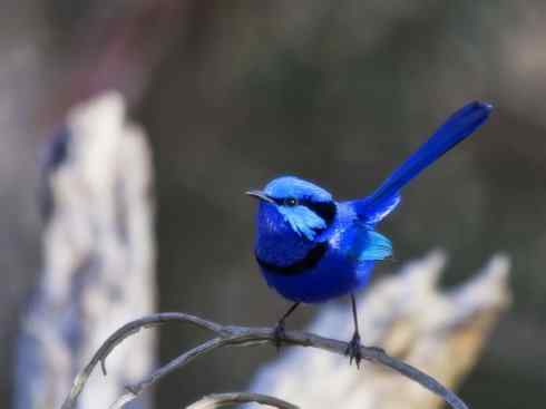 美丽无罪：雀鸟之鹩莺