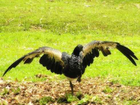 猎奇：十大奇异的雁鸭之一（叫鸭、天鹅）