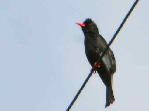 家禽驯化之源之三十（红耳鹎、领雀嘴鹎）