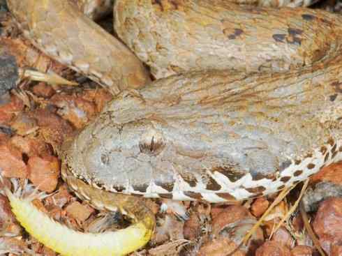 龙：传说的兽原型探秘（澳洲眼睛蛇类）