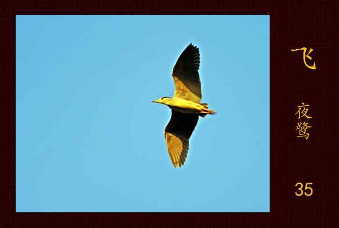 飞（夜鹭）35