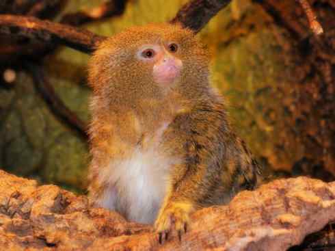 动物世界：山寨还是原创之十五