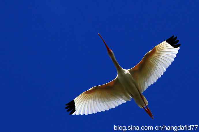 美洲白鹮（2）