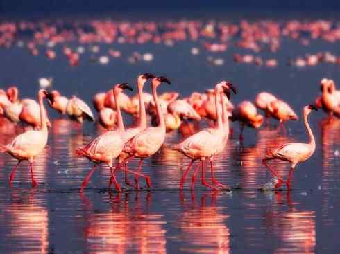 猎奇：十大奇异鸟类之二（极乐鸟、火烈鸟、猴面鹰）