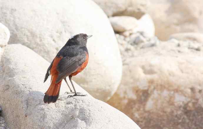 【野外拍摄】白顶溪鸲