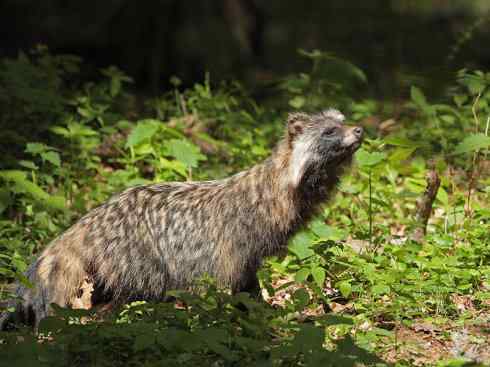 犬科:犬亚科犬属之貉 犬科:犬亚科犬属之貉