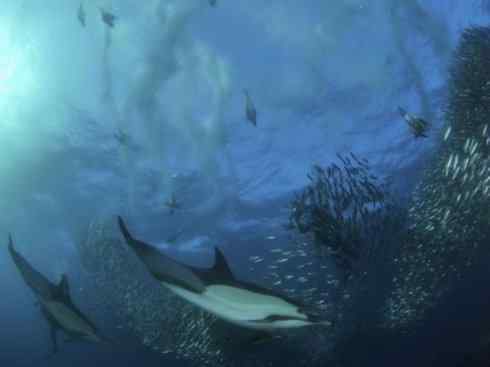 自然奇观：动物大迁徙(沙丁鱼)