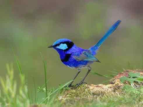 美丽无罪：雀鸟之鹩莺