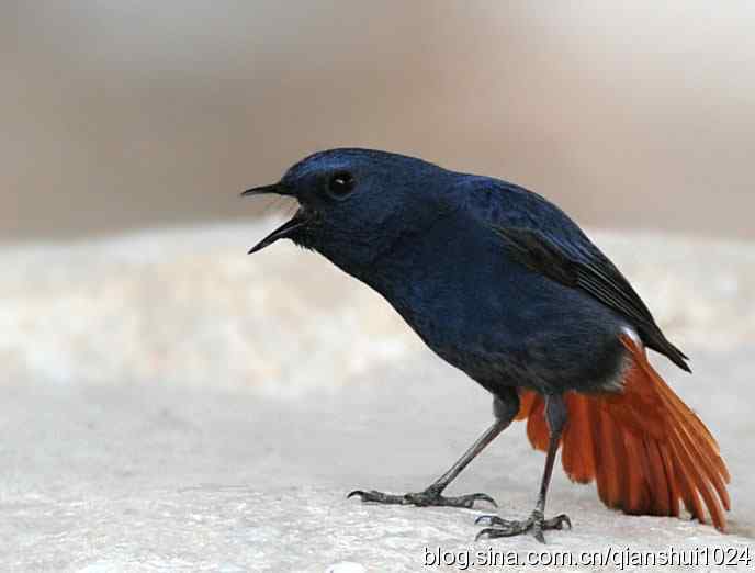 它可真能叫.十渡的红尾水鸲GG