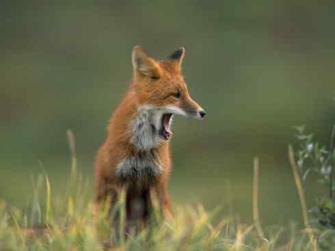 犬科：狐亚科狐属