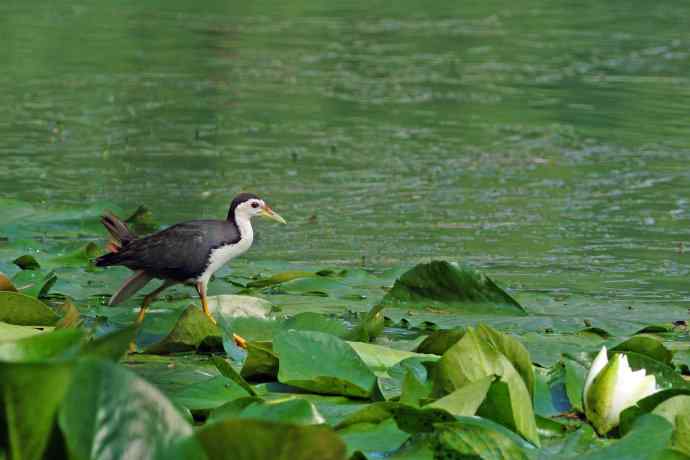 白胸苦恶鸟(1) 白胸苦恶鸟(1)