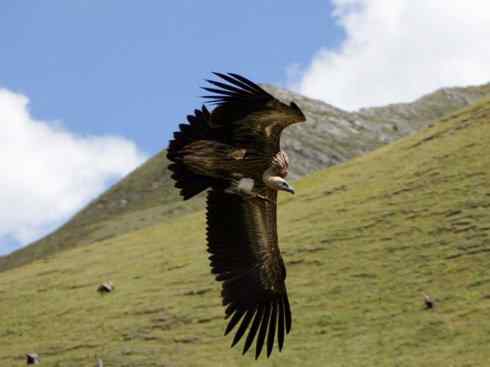 鸟类之最：高山兀鹫