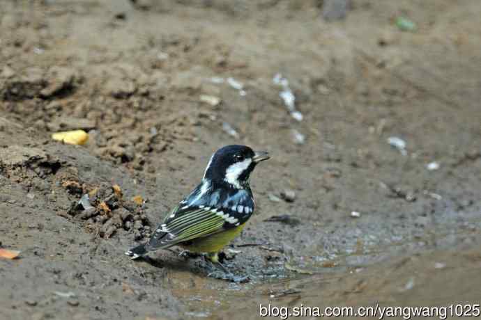 杂片(黄腹山雀、暗绿绣眼鸟、雌性红胁蓝尾鸲、黄腰柳莺) 杂片(黄腹山雀、暗绿绣眼鸟、雌性红胁蓝尾鸲、黄腰柳莺)