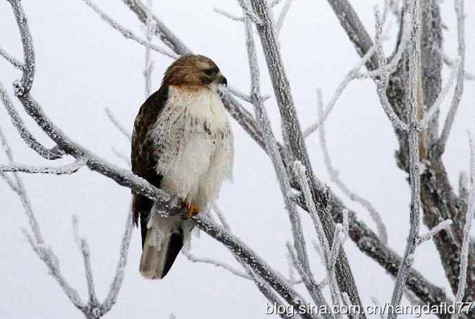 冬日里的红尾鵟