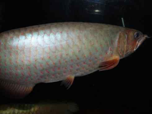 鱼类活化石：巨骨舌鱼