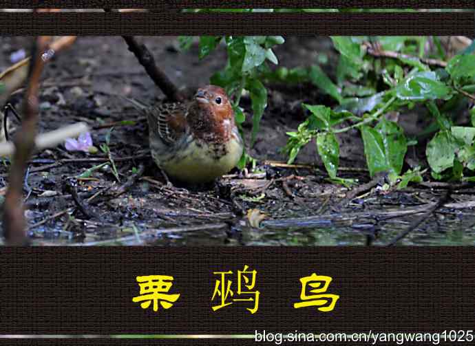 北京天坛公园的鸟类——栗鹀鸟