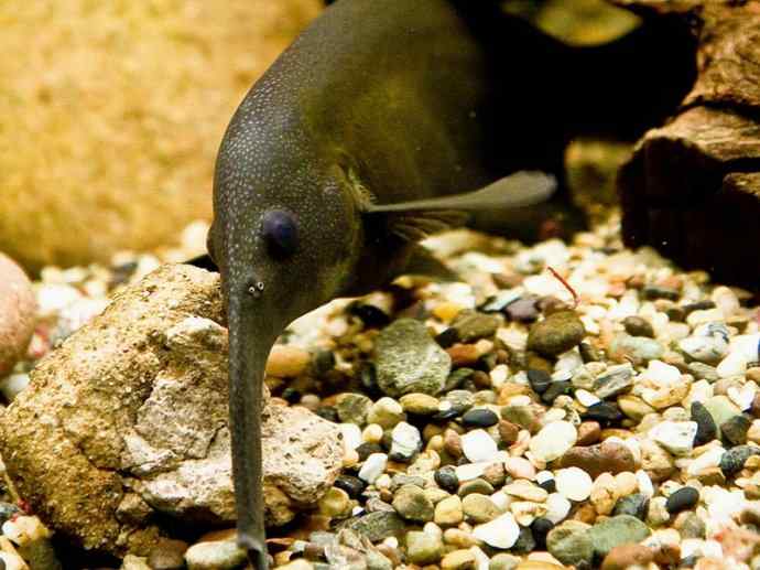 鱼类活化石：裸臀鱼