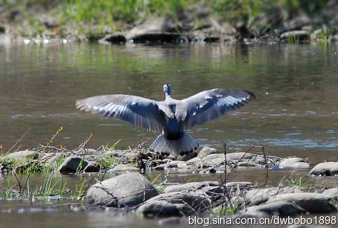 鹮嘴鹬-白河峡谷的精灵