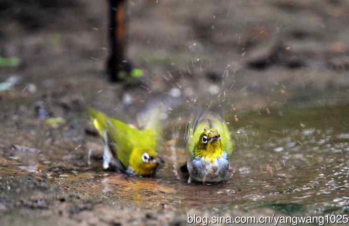 浴（红胁绣眼鸟）