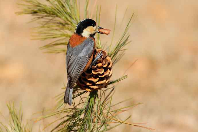 【新鸟】稻香湖的杂色山雀