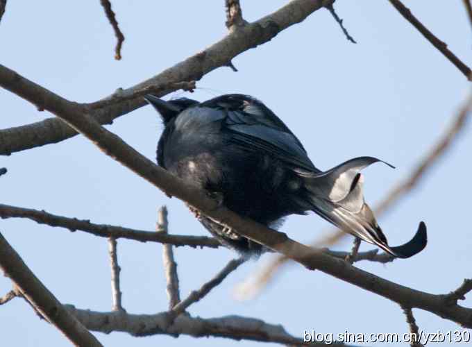 深圳拍鸟新纪录（6）——发冠卷尾（组图）