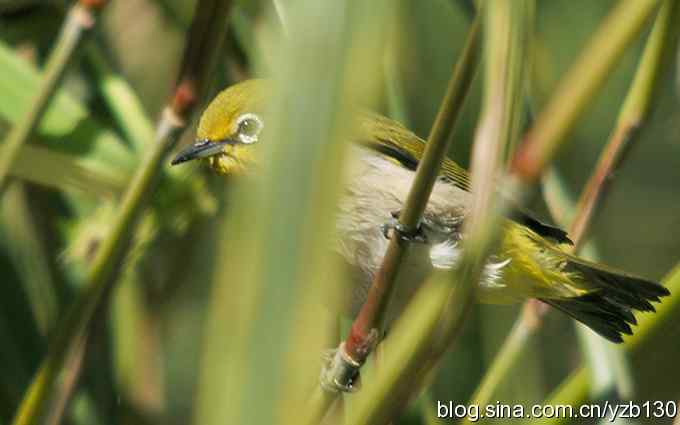 第一次遇到绣眼鸟(组图) 第一次遇到绣眼鸟(组图)