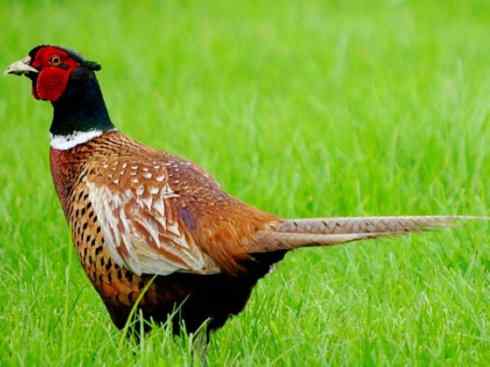 凤凰：传说的鸟原型探秘（雉鸡）