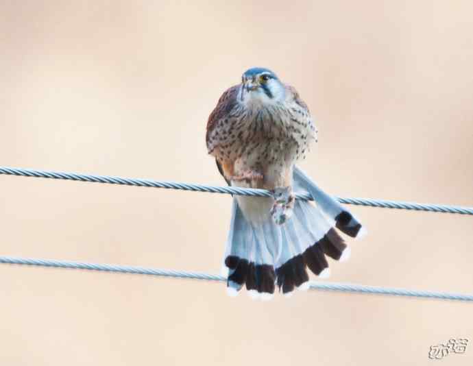 红隼吞鼠全记录（之二）