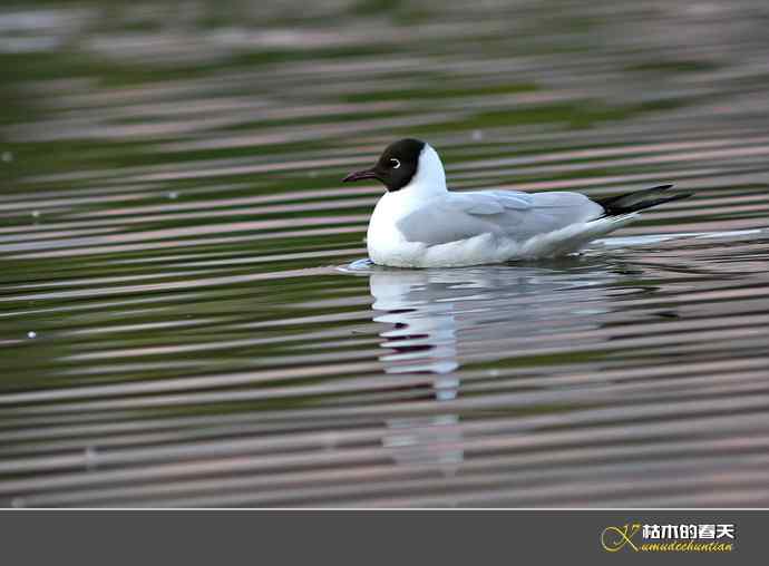 气定神闲鈥満熳炫糕