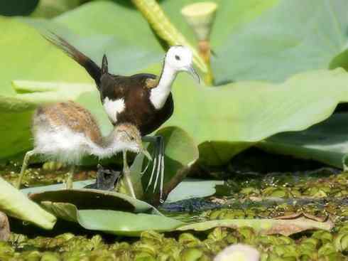 白头鸟系列：另类的美丽7（鸻鹬）