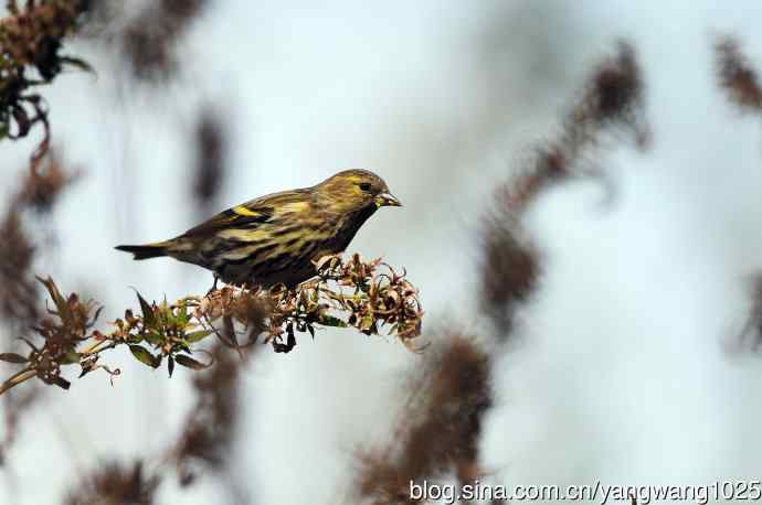 杂片（立冬所获）