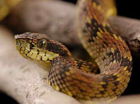 龙：传说的兽原型探秘（响尾蛇类）